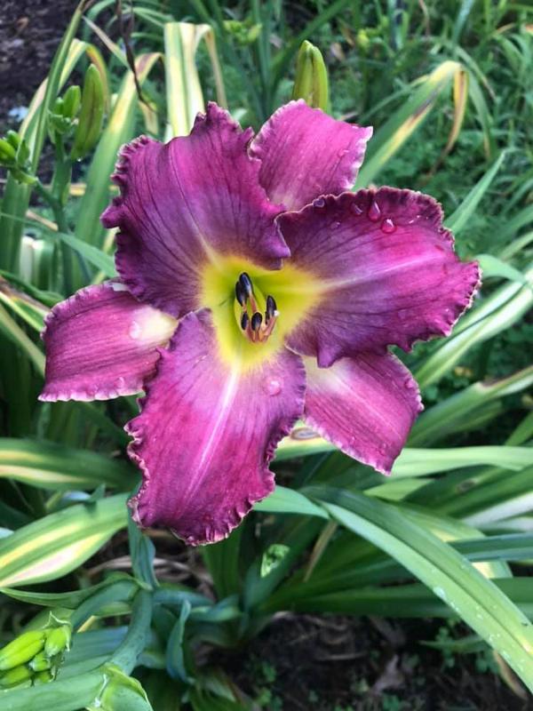 Magic Wolfe 2021