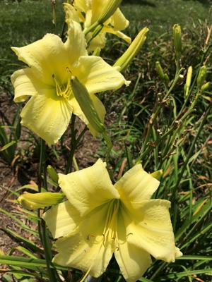 OLFACTORY EVIDENCE