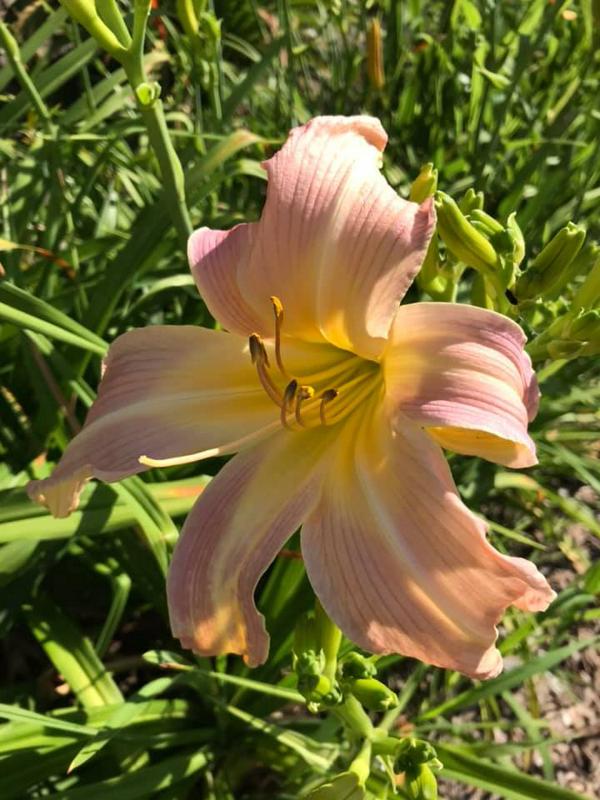 Orchid Corsage 2020