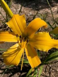 Pinwheels on Parade