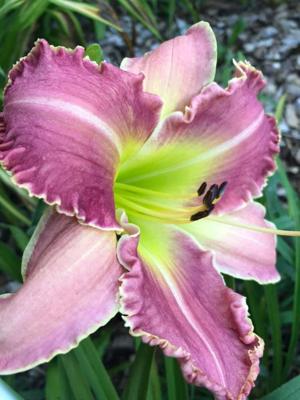 Safronia B