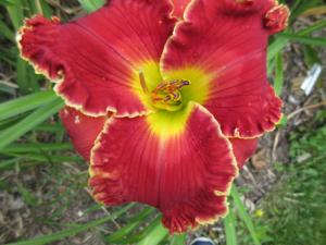 Shakespeare's Red