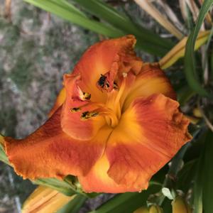 ORANGE PUFF
