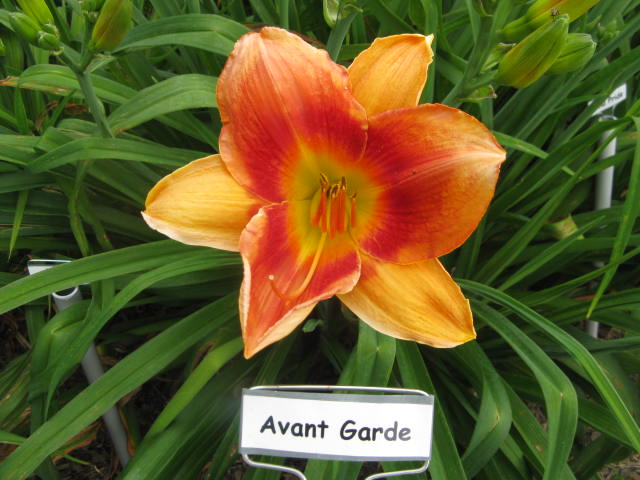 ROSEWOOD FARM DAYLILIES AND WHIPPETS - AVANTE GARDE